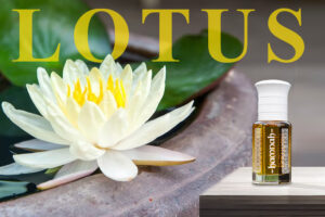 Lotus